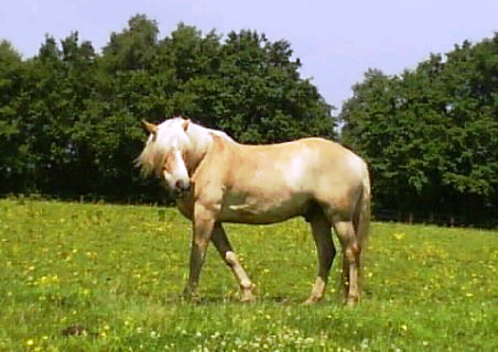 summer field pic Summer field pick